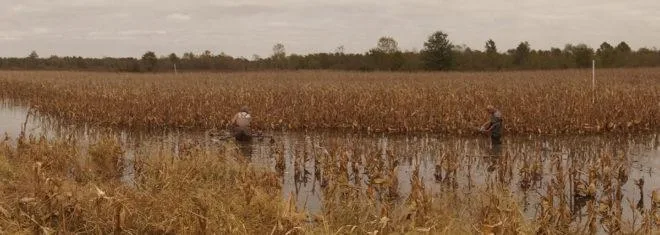 Flooded Corn Field