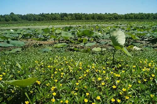 Pin Oak Lake