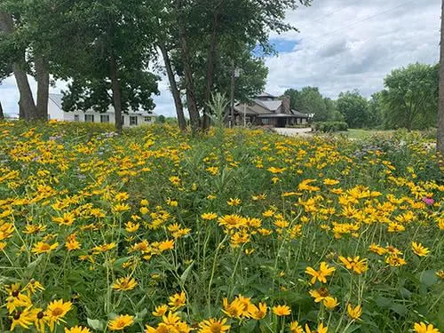Savanna Prairie Plot