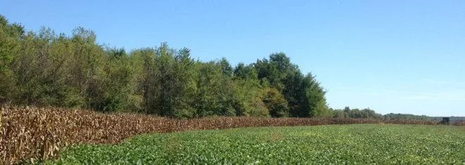 Wildlife Food Plot