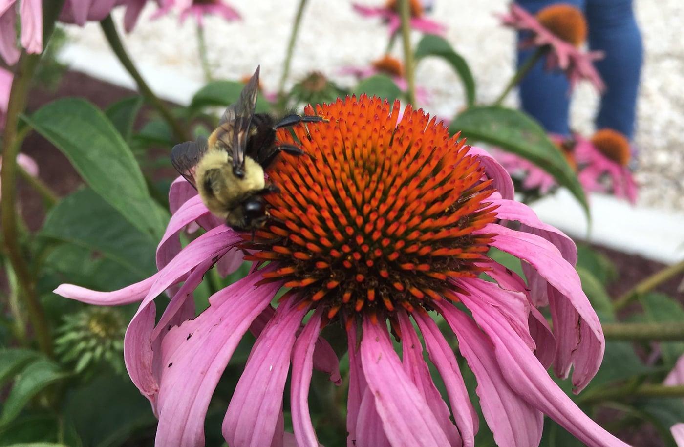 Coneflower-Bee Coneflower and Bee