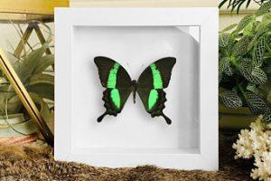 butterfly-mount-300x200 Butterfly Mount