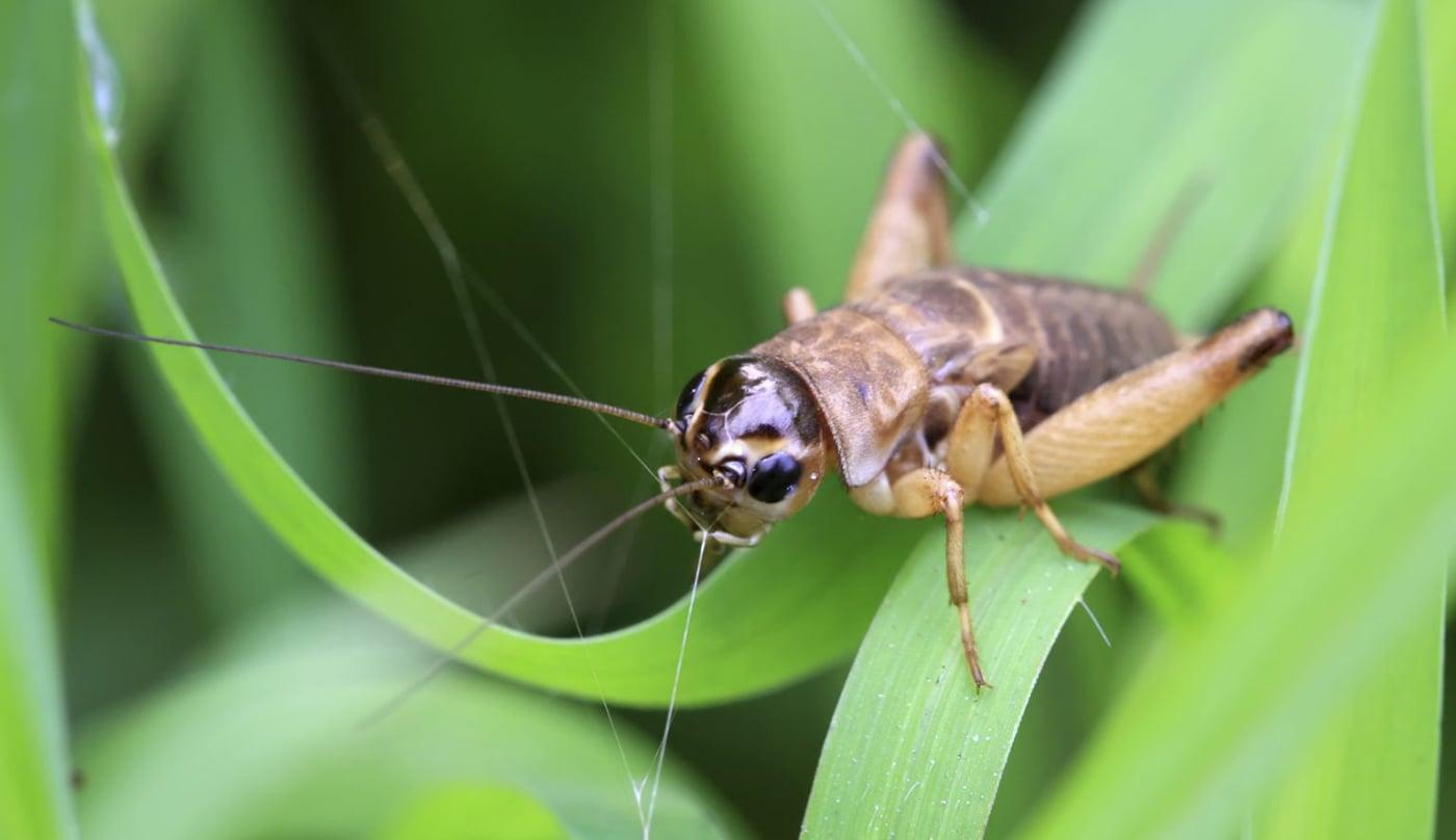 cricket-chirps Cricket