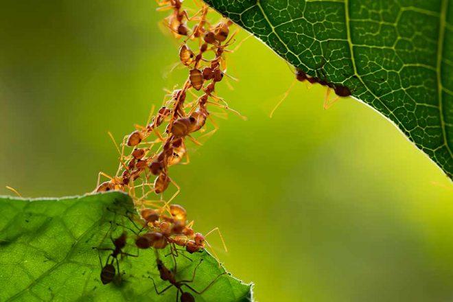 facts-about-ants-660x440 Facts About Ants