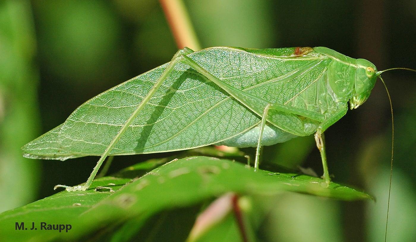katydid Katydid